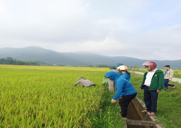 SƠN BÌNH TỔ CHỨC GẶT THỐNG KÊ ĐÁNH GIÁ NĂNG SUẤT LÚA VỤ XUÂN; KIỂM TRA CÔNG TÁC CHUẨN BỊ TRIỂN KHAI ĐỀ ÁN SẢN XUẤT VỤ HÈ THU NĂM 2024